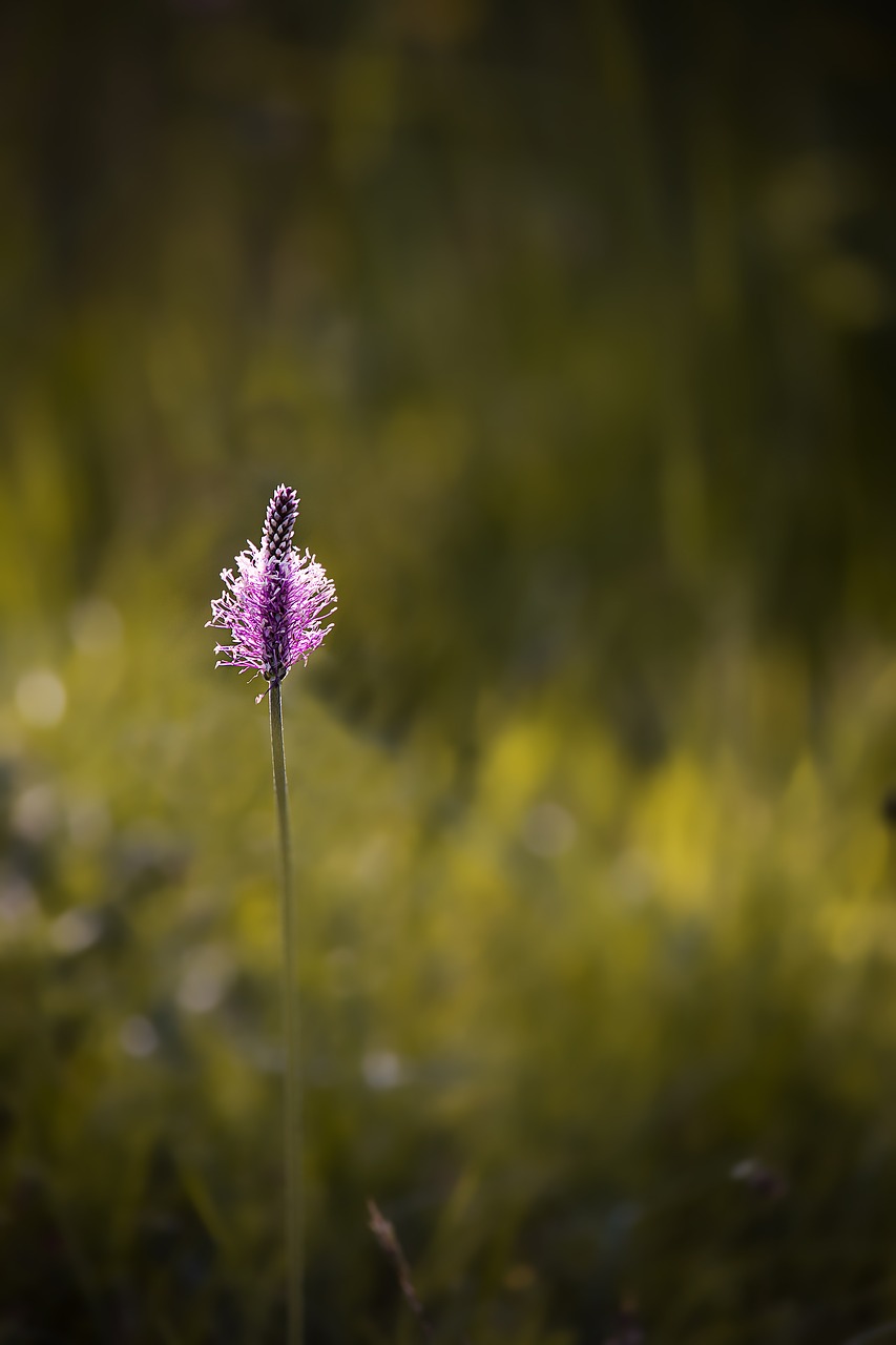 Augalas, Plantakas, Gamta, Pieva, Plantago, Pavasaris, Laukinės Gėlės, Laukinės Vasaros Spalvos, Plantacinis Šiltnamio Efektas, Uždaryti