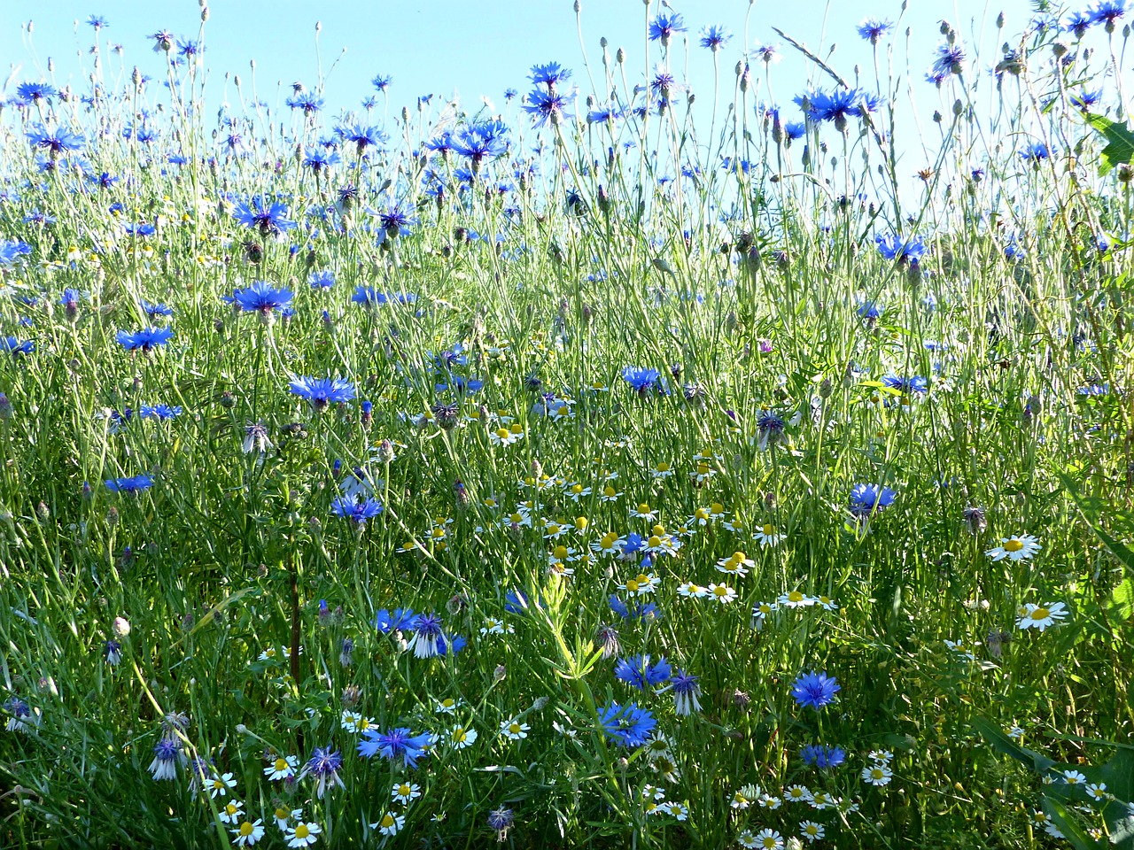 Augalas, Kukurūzai, Centaurea Cyanus, Mėlynas, Rugiagėlių Pieva, Laukinis Augimas, Pavasaris, Nemokamos Nuotraukos,  Nemokama Licenzija