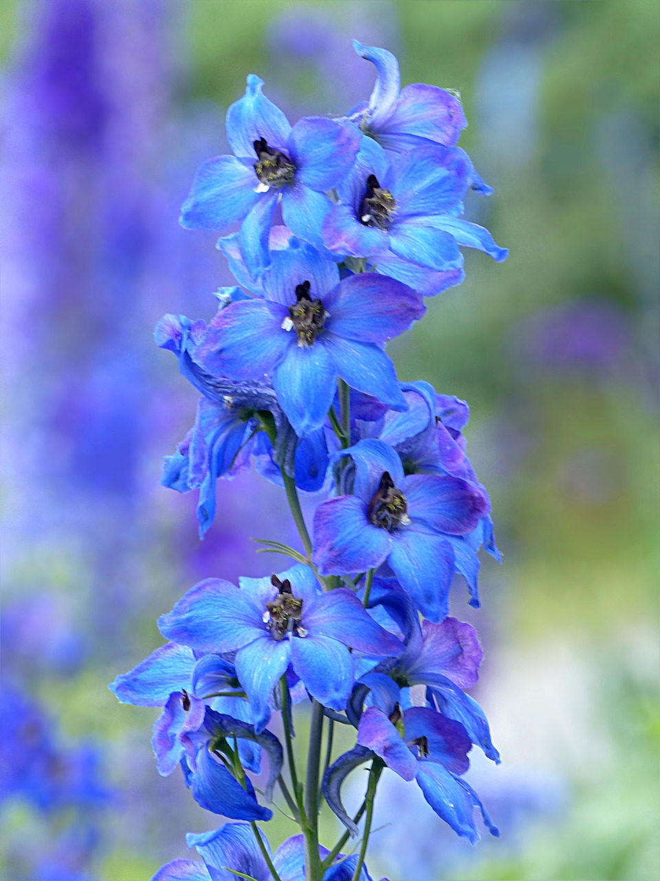 Augalas, Gėlė, Larkspur, Delphinium, Mėlynas, Pavasaris, Nemokamos Nuotraukos,  Nemokama Licenzija