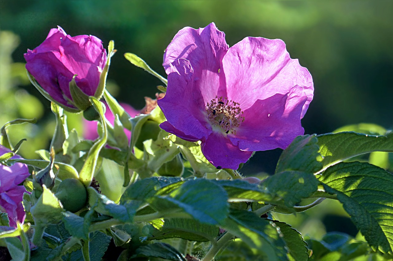 Augalas, Rožinė Hip Žiedas, Žydėti, Rosa Canina, Pavasaris, Nemokamos Nuotraukos,  Nemokama Licenzija