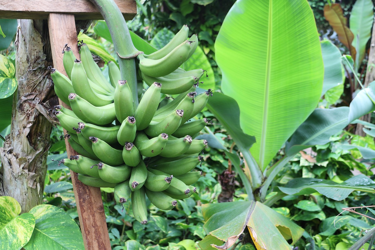 Augalas, Bananinis Krūmas, Bananų Augalas, Atogrąžų, Krūmas, Vaisiai, Gamta, Nesubrendusio, Bananų Lapai, Tropiniai Vaisiai