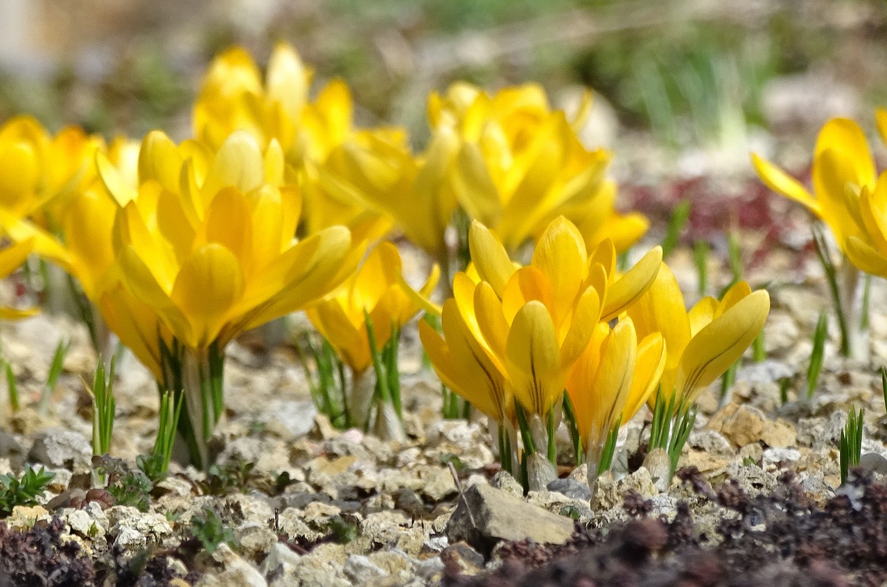 Augalas, Gėlė, Crocus, Gamta, Geltona Gėlė, Pavasario Gėlės, Žiedlapiai, Nemokamos Nuotraukos,  Nemokama Licenzija