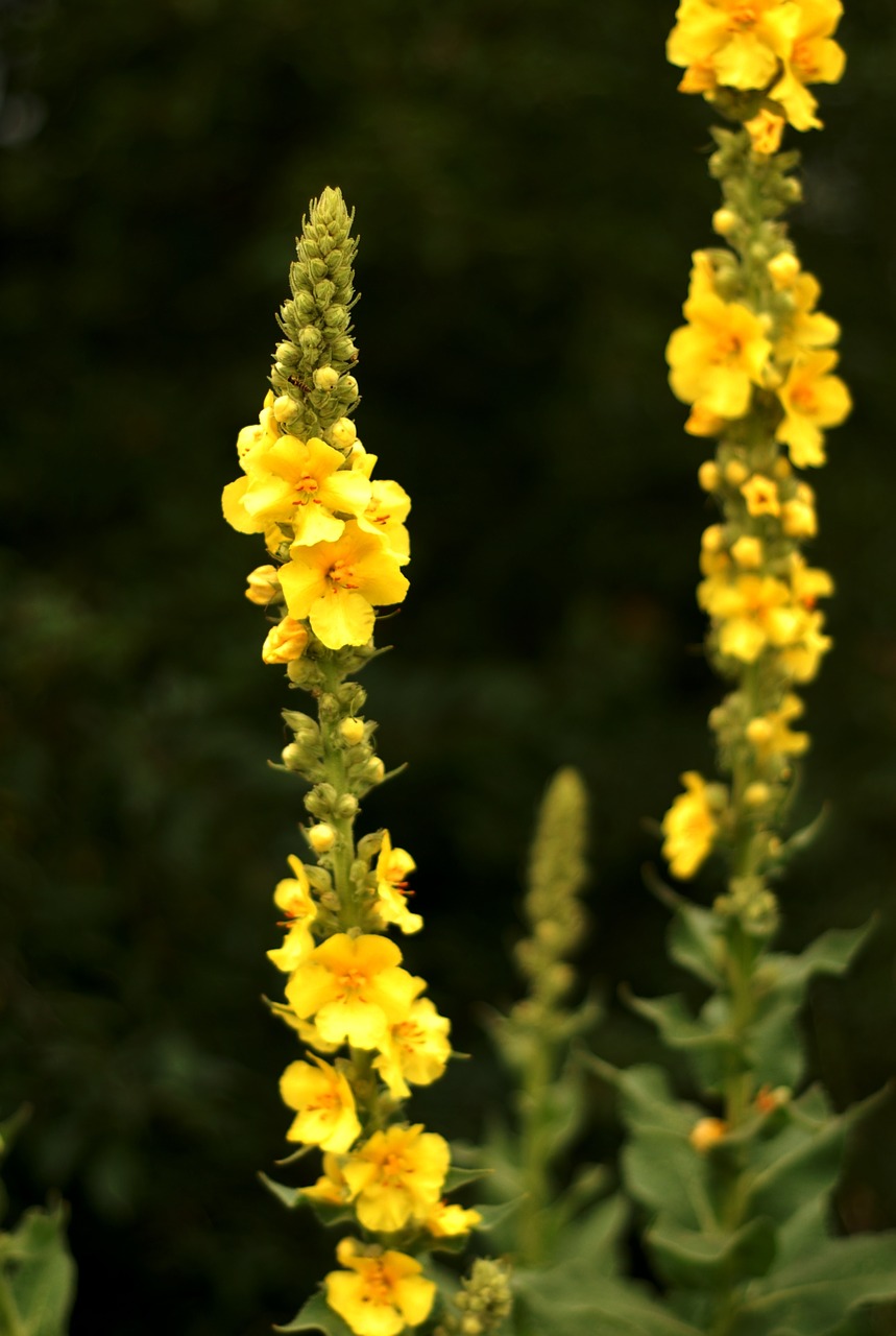 Augalas, Žolė, Mullein, Gėlė, Nemokamos Nuotraukos,  Nemokama Licenzija