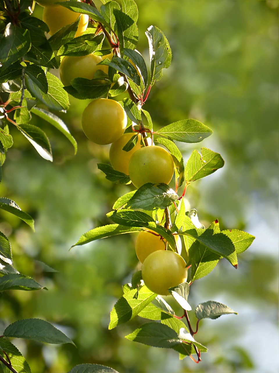 Augalas, Vaismedis, Mirabelle, Prunus Domestica Var, Syriaca, Geltona, Vasara, Nemokamos Nuotraukos,  Nemokama Licenzija