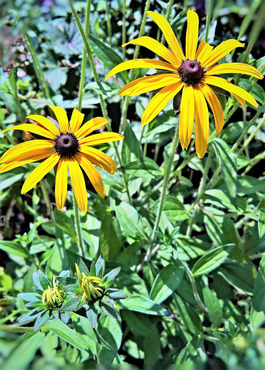 Augalas, Saulės Skrybėlė, Echinacea, Gėlė, Krūmas, Vaistinis Augalas, Geltonos Gėlės, Rudos Gėlių Puokštės, Šviesus, Ruduo