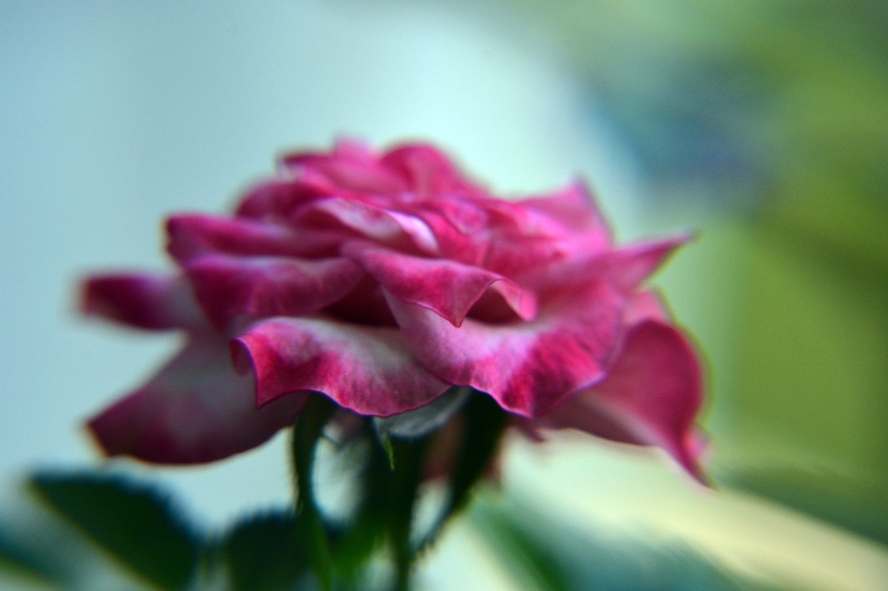 Augalas, Gėlė, Maža Rožė, Nemokamos Nuotraukos,  Nemokama Licenzija