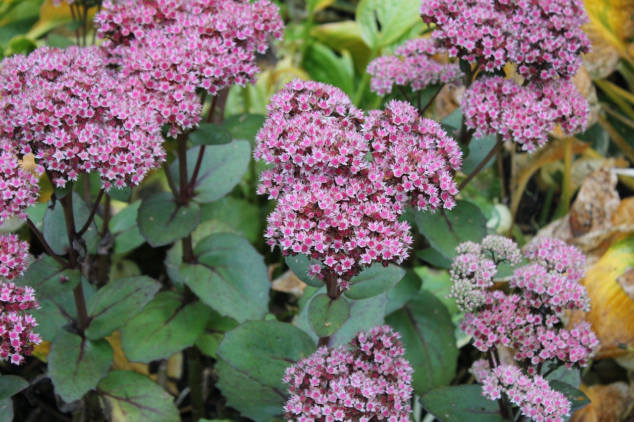 Augalas, Sedum, Stonecrop, Gėlė, Gamta, Sodas, Žiedas, Flora, Sultingas, Crassulaceae