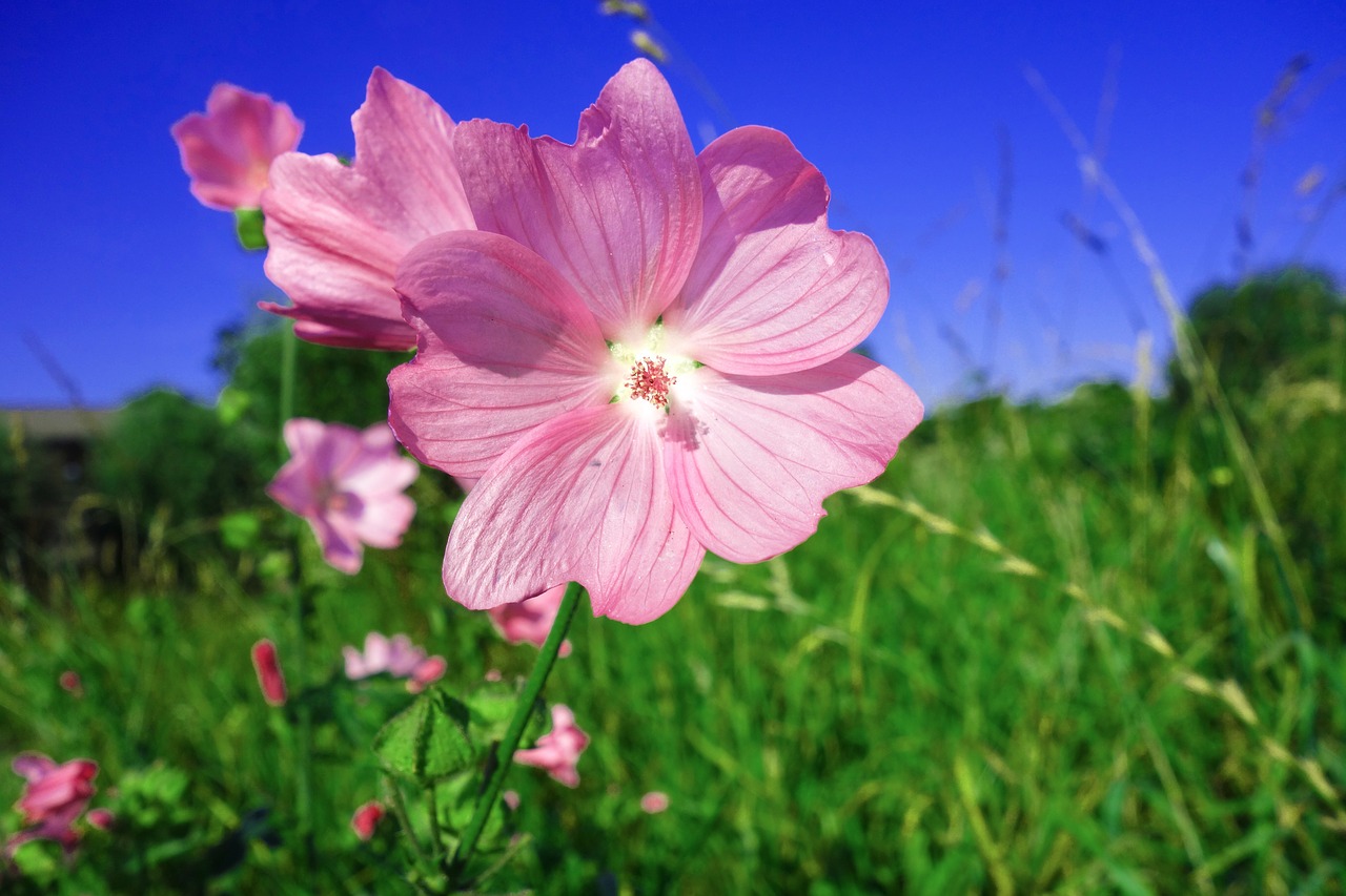 Augalas, Gėlė, Laukinė Gėlė, Geranium, Cranebill, Gamta, Žiedas, Vasara, Rožinis, Žalia Žolė