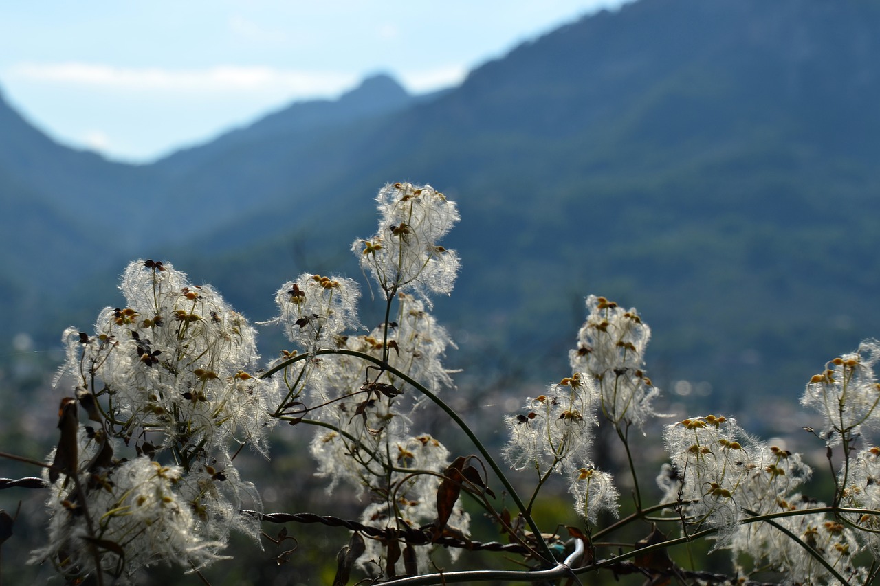 Augalas, Kalnai, Gamta, Gėlė, Žiedas, Žydėti, Kraštovaizdis, Flora, Nemokamos Nuotraukos,  Nemokama Licenzija