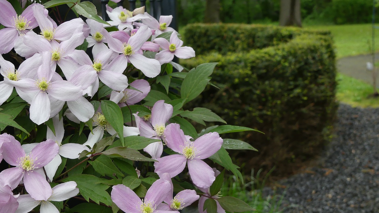 Augalas, Clematis, Alpinistas, Žiedas, Žydėti, Žydėti, Sodas, Nemokamos Nuotraukos,  Nemokama Licenzija