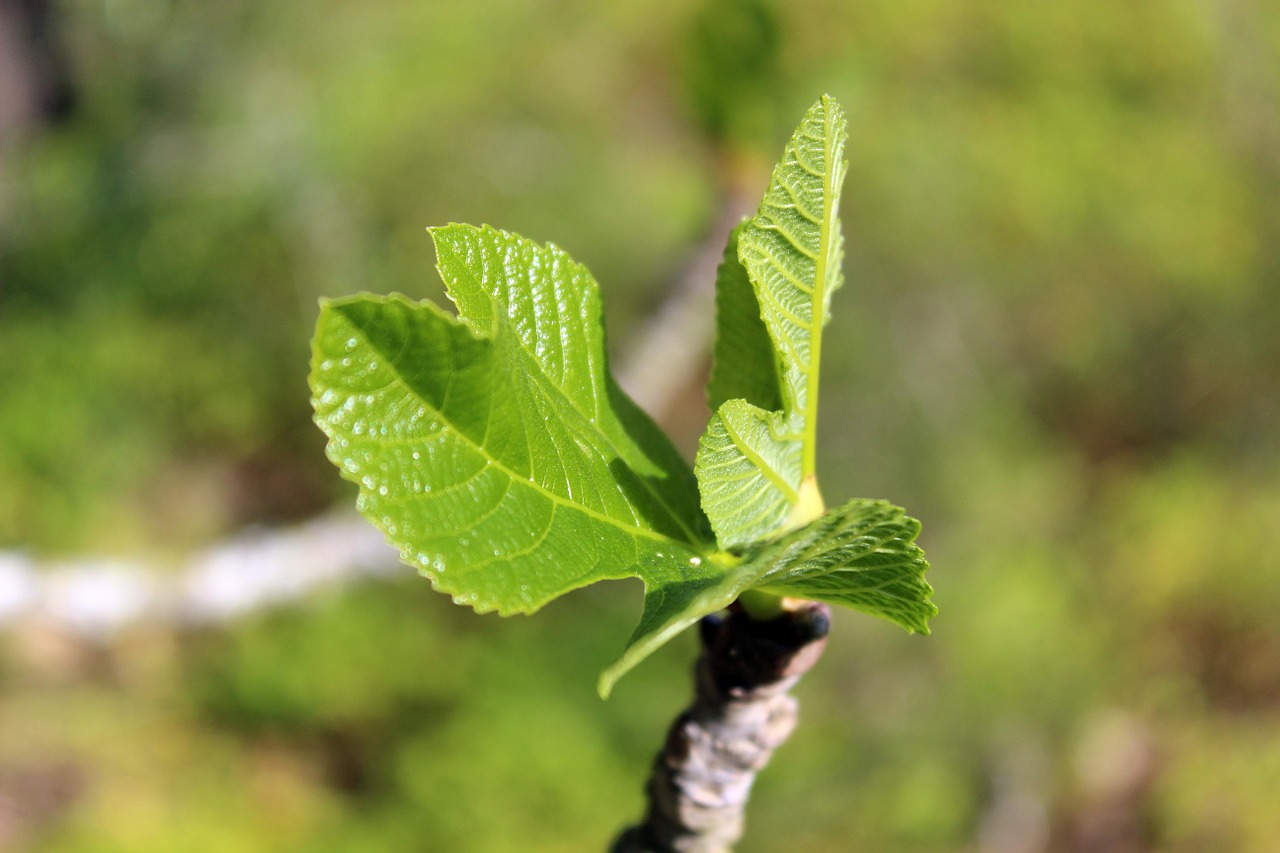 Augalas, Figmedis, Maljorka, Nemokamos Nuotraukos,  Nemokama Licenzija