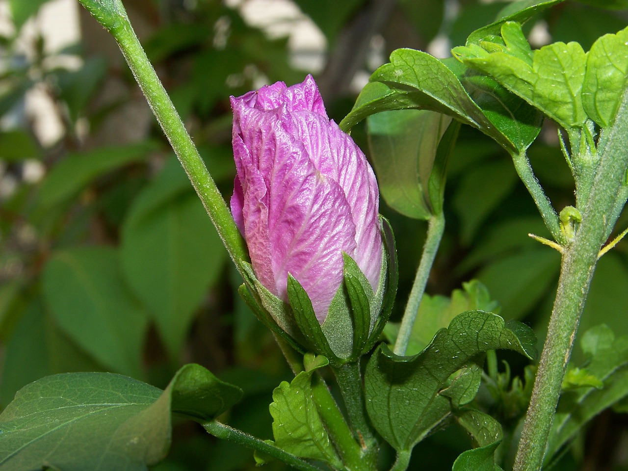 Augalas, Žiedas, Žydėti, Gėlė, Rožinis, Hibiscus, Mallow, Nemokamos Nuotraukos,  Nemokama Licenzija