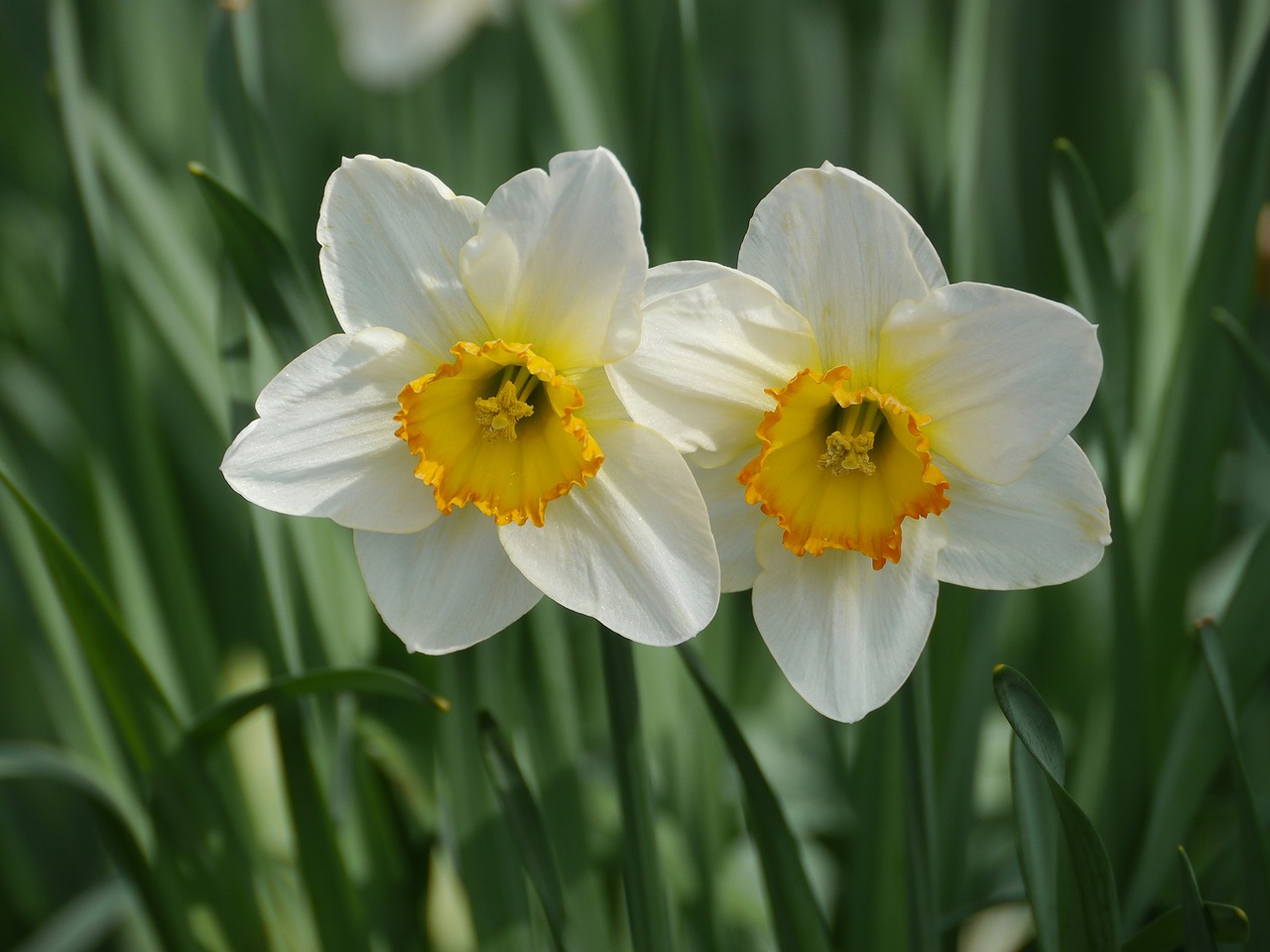 Augalas,  Narcissus Pseudonarcissus,  Velykos,  Narcizas,  Gamta,  Žiedas,  Žydėti,  Daffodil,  Balta,  Pavasaris