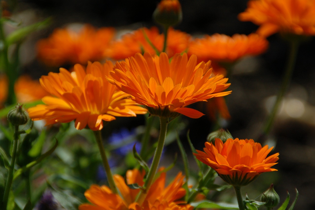 Augalas,  Gamta,  Žiedlapis,  Sodas,  Žydėjimas,  Gerbera,  Oranžinė,  Be Honoraro Mokesčio, Nemokamos Nuotraukos,  Nemokama Licenzija