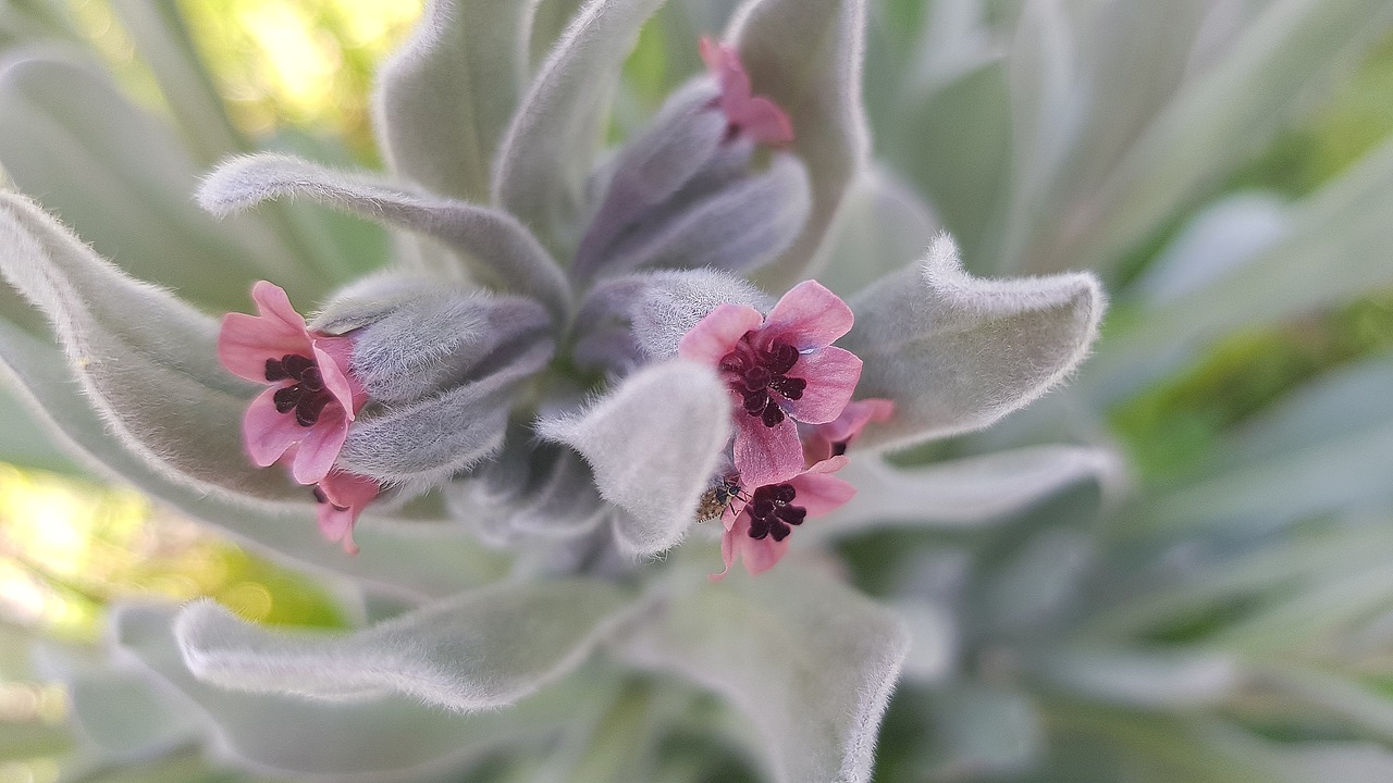 Augalas,  Gėlė,  Gamta,  Botanika,  Boraginaceae,  Be Honoraro Mokesčio, Nemokamos Nuotraukos,  Nemokama Licenzija