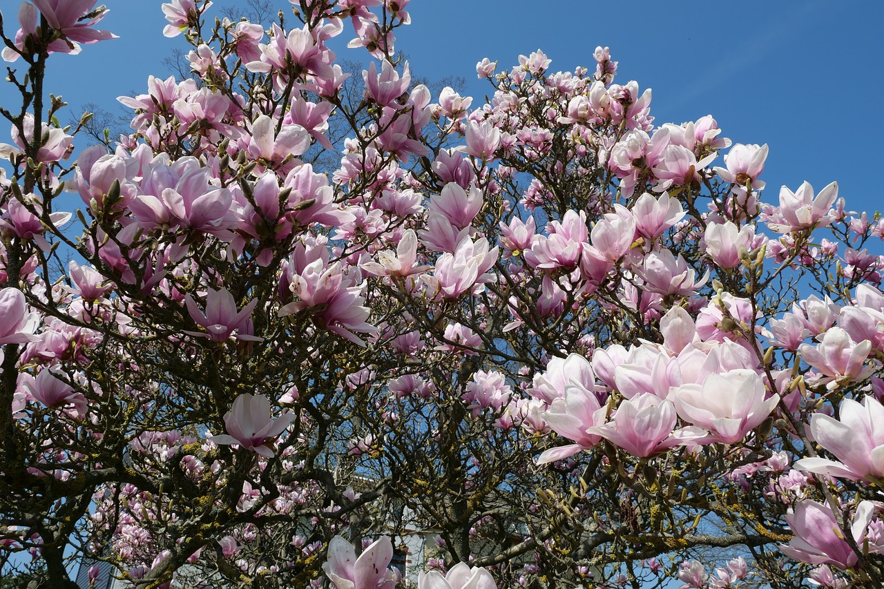 Augalų,  Medis,  Magnolija,  Tulip Magnolija,  Magnolieacease,  Gėlės,  Pavasaris,  Rožinis,  Magnolija Žiedas,  Blütenmeer