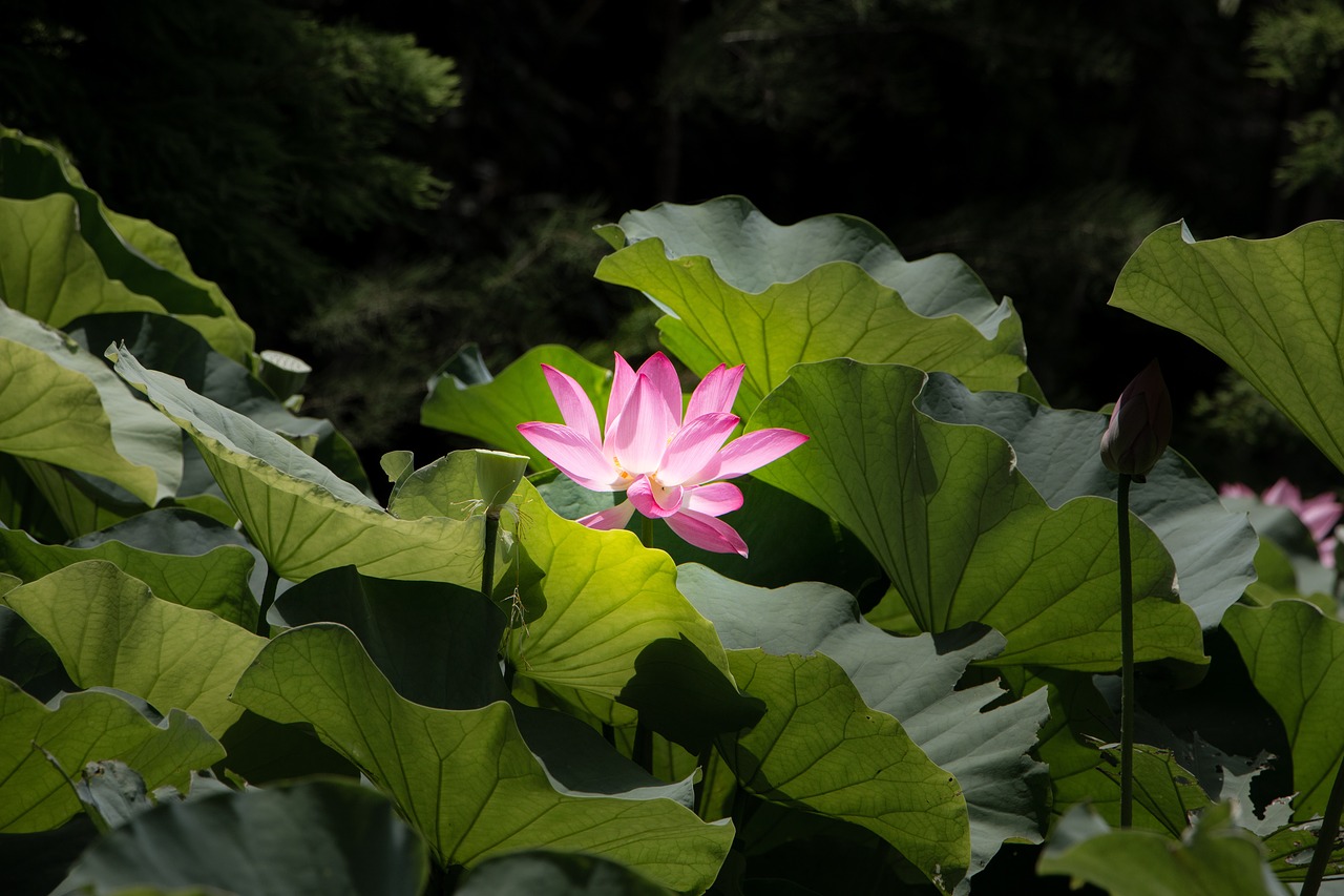 Augalų,  Gėlė,  Pobūdį,  Tvenkinys,  Lapų,  Lotus,  Gražus,  Žydi,  Žiedlapis,  Vandens Augalai