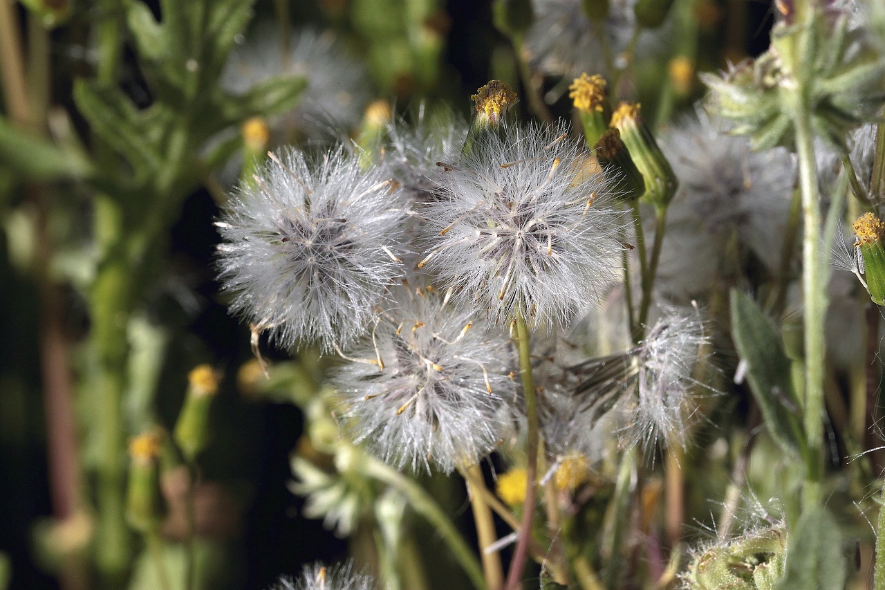 Augalų,  Pobūdį,  Gėlė,  Vasara,  Sodas,  Pasiflora De Abona,  Tenerifė, Nemokamos Nuotraukos,  Nemokama Licenzija