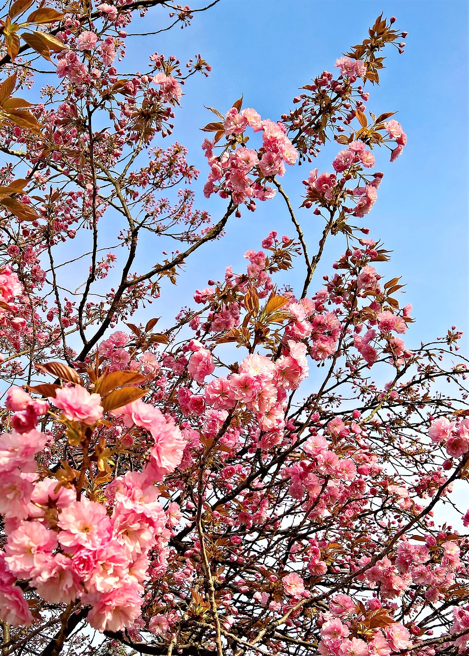 Augalų,  Japonijos Vyšnių Medžiai,  Vyšnių Žiedas,  Daug Rausvos Gėlės,  Pavasaris,  Šviesus,  Gėlės, Nemokamos Nuotraukos,  Nemokama Licenzija