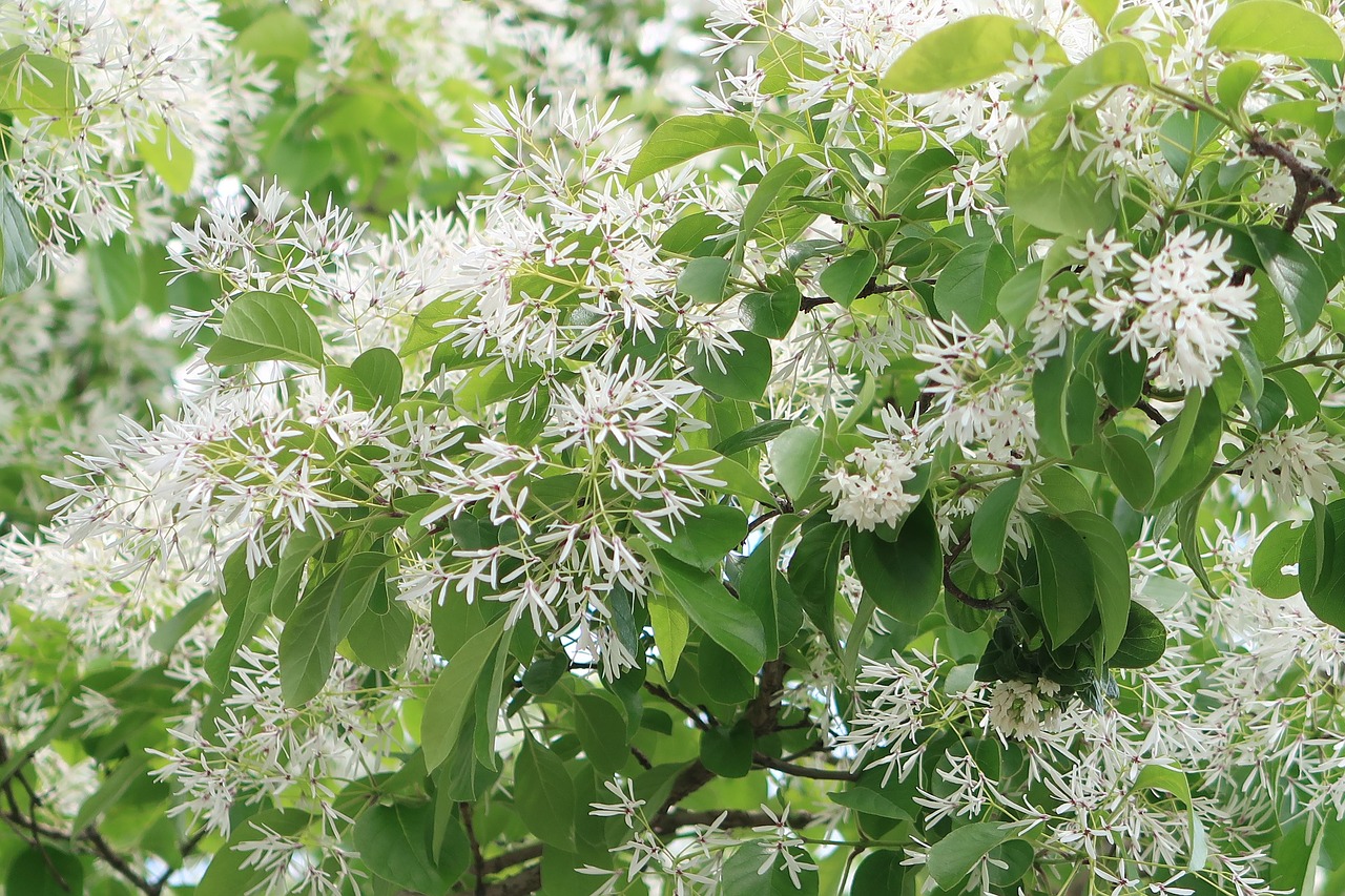 Augalų,  Natūralus,  Lapų,  Gėlės,  Vasara,  Chionanthus Retusus,  Medis Nanm Monjya,  Mediena,  Filialas,  Baltos Spalvos