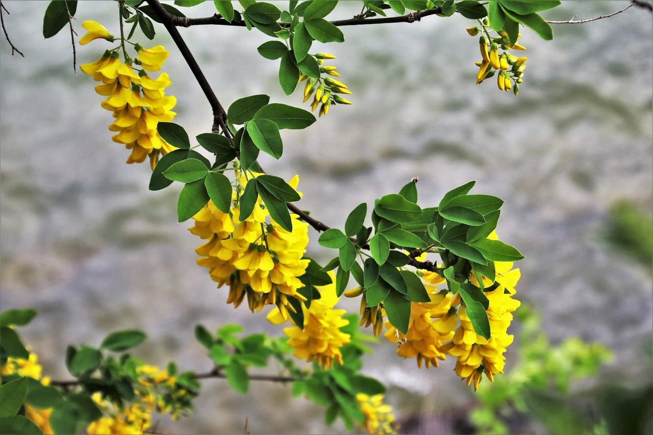 Augalų,  Wisteria,  Pobūdį,  Gėlė,  Lapų,  Medis,  Ne Iš Teismo,  Žydi,  Sodas,  Gėlių