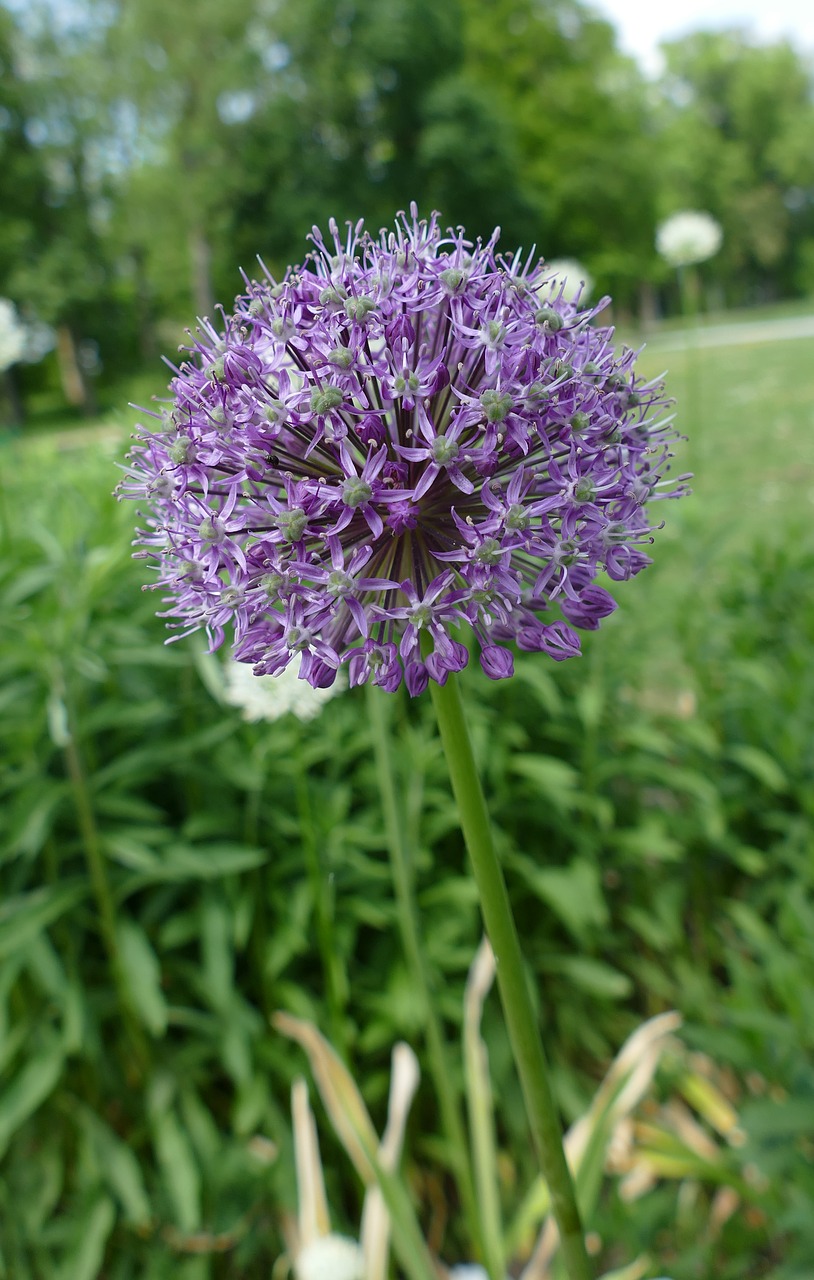 Augalų,  Zierlauch Šiltnamio Efektą Sukeliančių,  Violetinė,  Filigranas, Nemokamos Nuotraukos,  Nemokama Licenzija