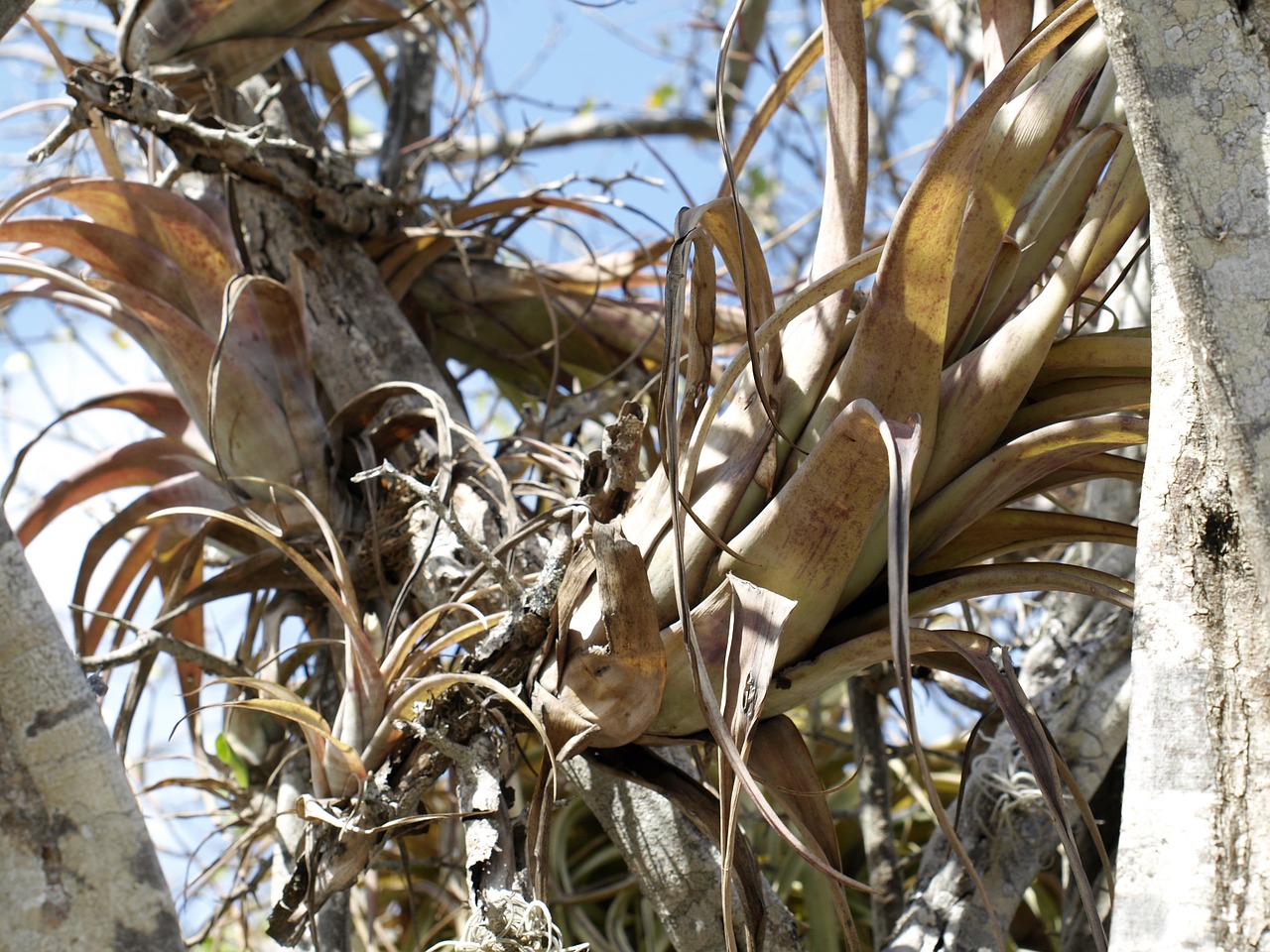 Augalas, Tillandsia, Bromeliengewaechs, Gamta, Tropikai, Flora, Atogrąžų, Karibai, Curacao, Džiunglės