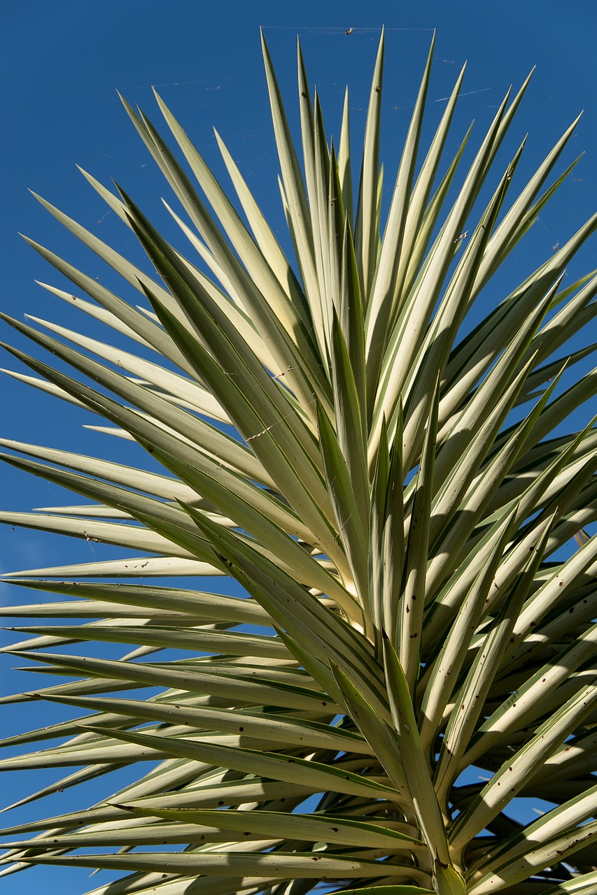 Augalų,  Yucca,  Lapai,  Šuoliai,  Margas,  Tropical,  Sultingi,  Sodas, Nemokamos Nuotraukos,  Nemokama Licenzija