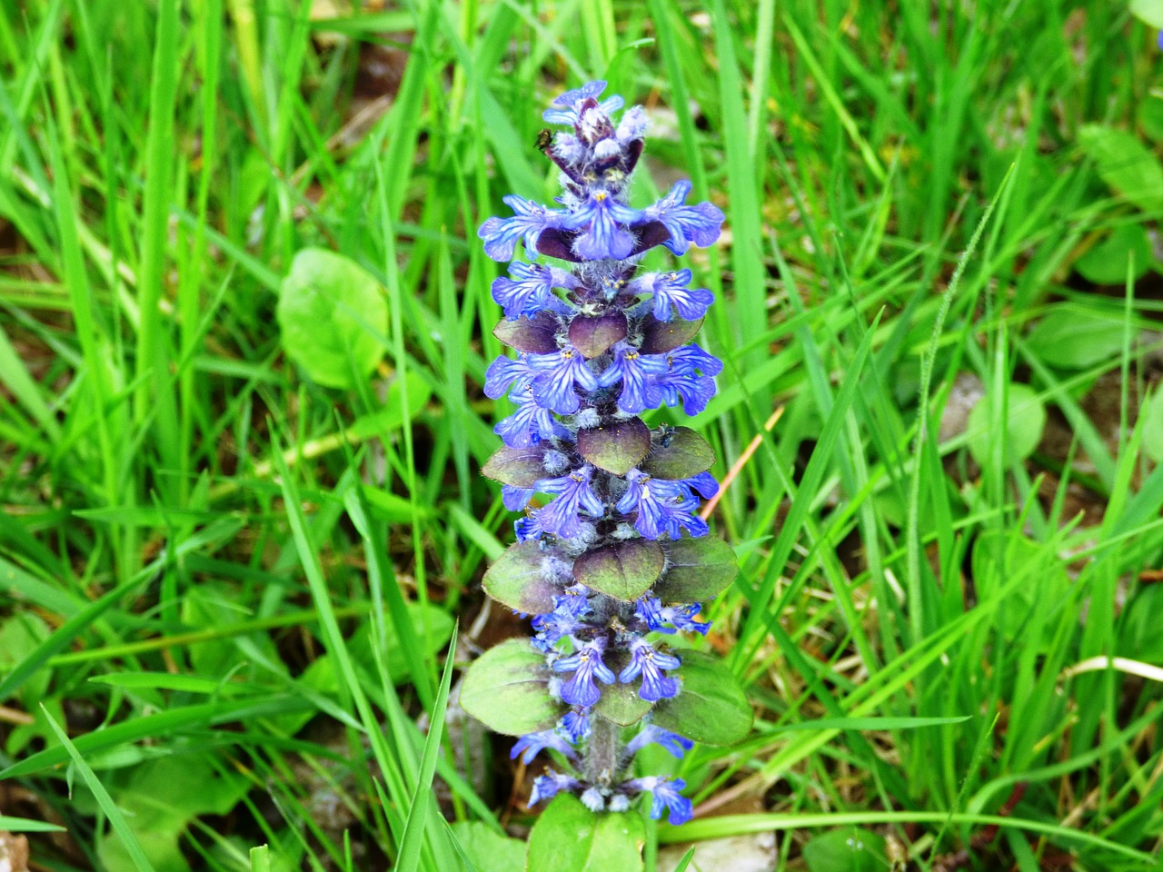 Augalas, Violetinė, Rožinis, Gėlė, Žydi, Žydi, Gamta, Magnolijos, Iš Arti, Makro