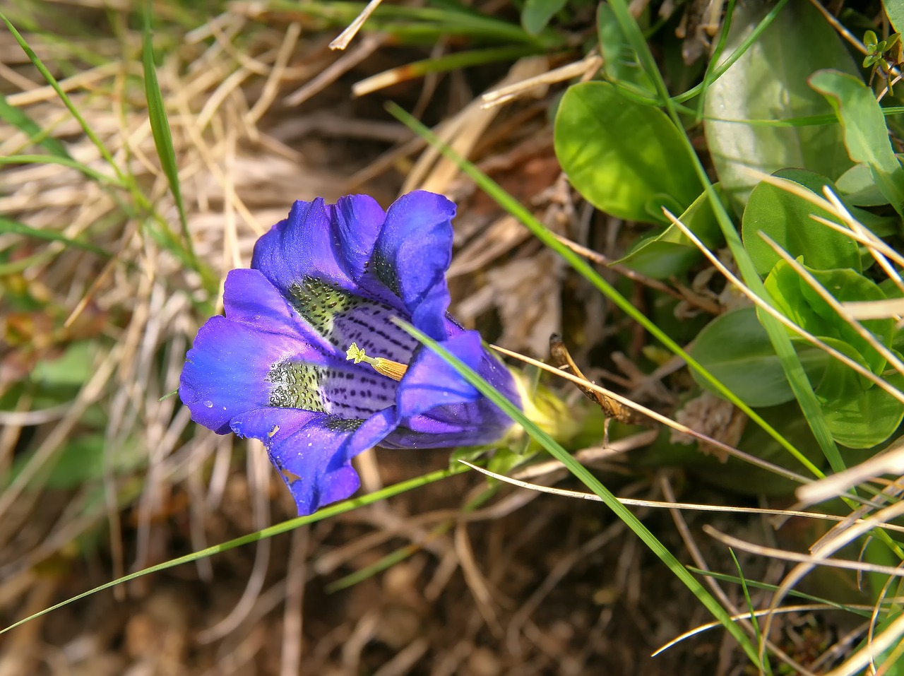 Augalų,  Pobūdį,  Gencijonas,  Mėlyna,  Gėlė,  Žalias,  Retai,  Alpine,  Saulės Šviesa,  Šviesus Lapų