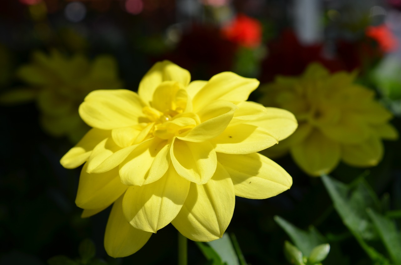 Augalų,  Gėlė,  Gėlių,  Pobūdį,  Sodas,  Dahlia,  Geltona, Nemokamos Nuotraukos,  Nemokama Licenzija