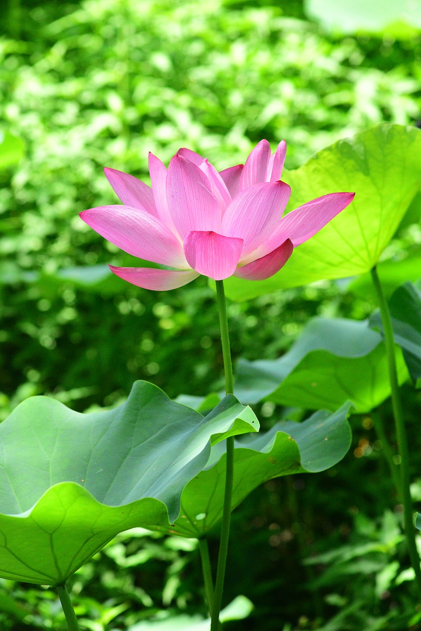 Augalų,  Lotus,  Gėlė, Nemokamos Nuotraukos,  Nemokama Licenzija