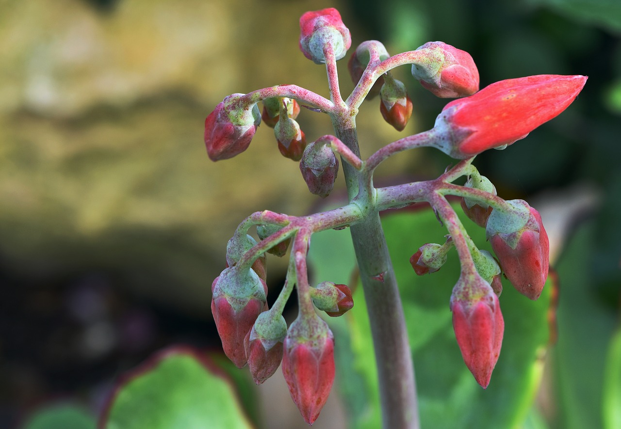 Augalų,  Crassula,  Sultingi,  Western Cape,  Pietų Afrika,  Atsparios Sausrai,  Atsparus, Nemokamos Nuotraukos,  Nemokama Licenzija