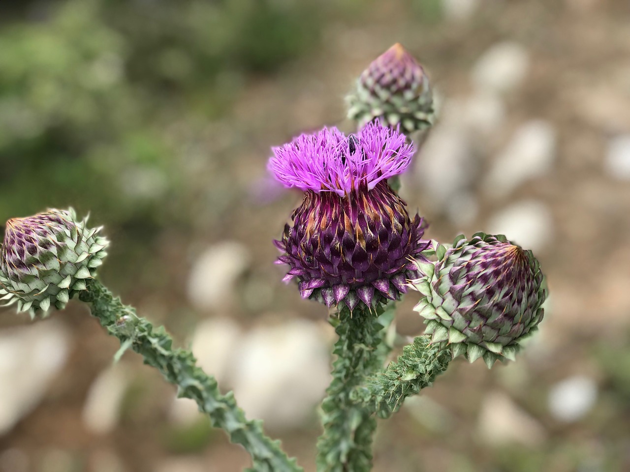 Augalų,  Violetinė,  Gėlė,  Pobūdį,  Žydi,  Lapai,  Violetinė, Nemokamos Nuotraukos,  Nemokama Licenzija