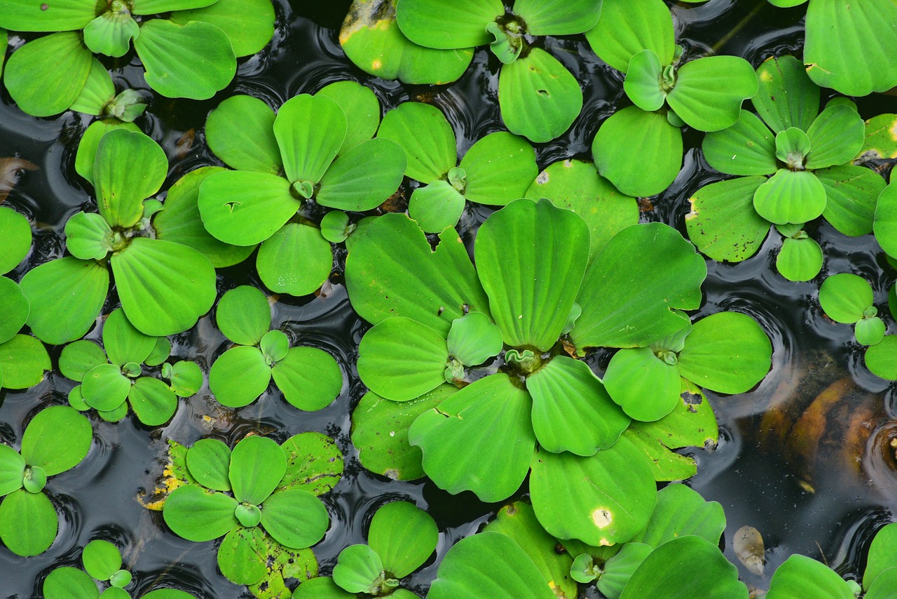 Augalų,  Vandens Augalai,  Didelio 薸,  Vandens Kopūstų,  Vandens Lotoso,  Dideli Lapai Lotoso, Nemokamos Nuotraukos,  Nemokama Licenzija