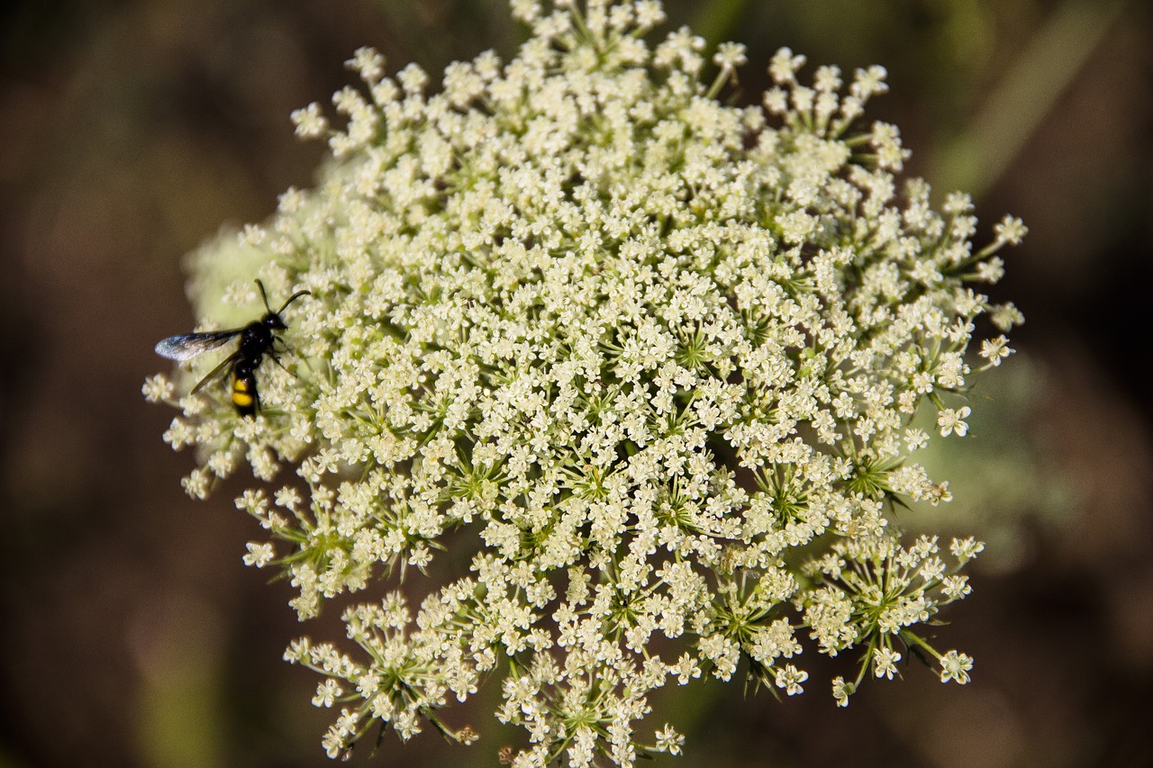 Augalų,  Gėlės,  Pobūdį,  Floros,  Žydi,  Augalai,  Sodas,  Vasara,  Krupnyj Planas, Nemokamos Nuotraukos