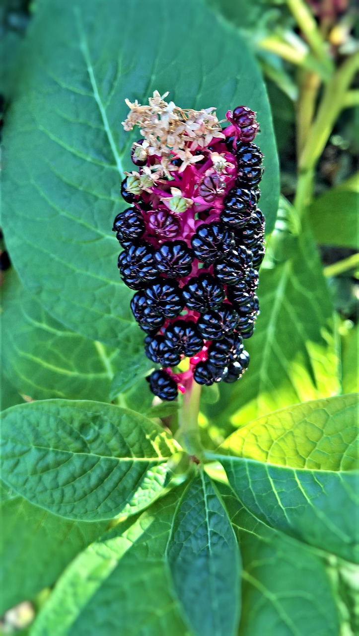 Augalų,  Alkiermes,  Azijos Dekoratyvinis Augalas,  Vaistinių Augalų,  Krūmas,  Sodas,  Infructescence,  Juodųjų Uogų,  Toksiškos,  Dideli Lapai