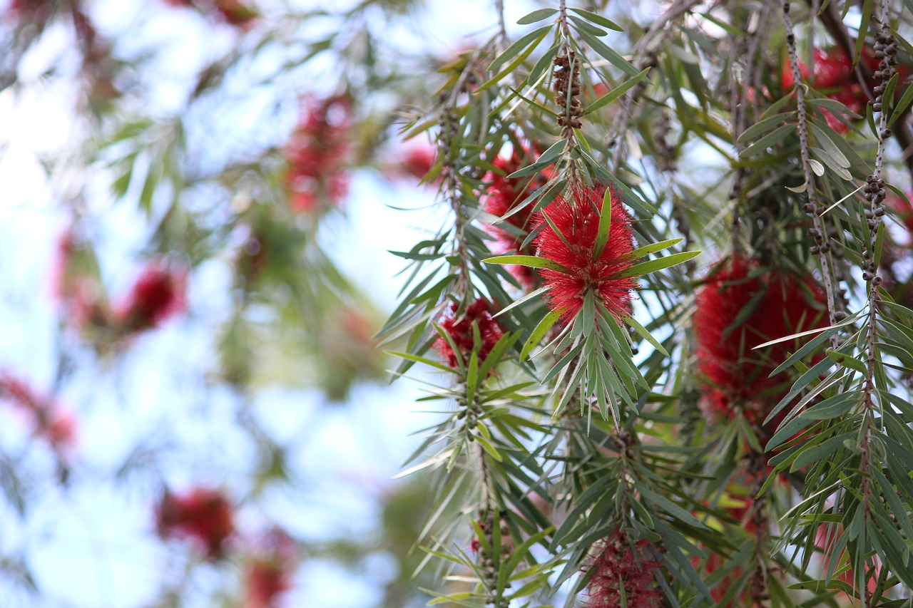 Augalų,  Gėlė,  Pobūdį,  Floros,  Pavasaris, Nemokamos Nuotraukos,  Nemokama Licenzija