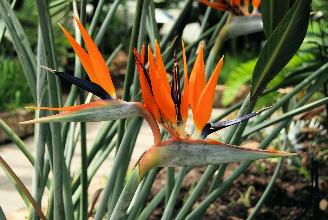 Augalas, Strelitzia Reginae, Pietų Afrika, Oranžinė, Nemokamos Nuotraukos,  Nemokama Licenzija