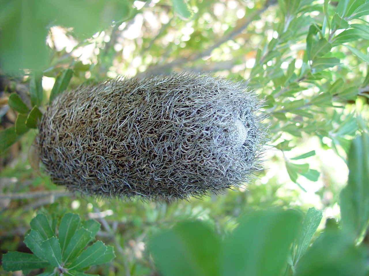 Augalas, Džiovintas, Gėlė, Bankai, Gėlės, Augalai, Flora, Nemokamos Nuotraukos,  Nemokama Licenzija