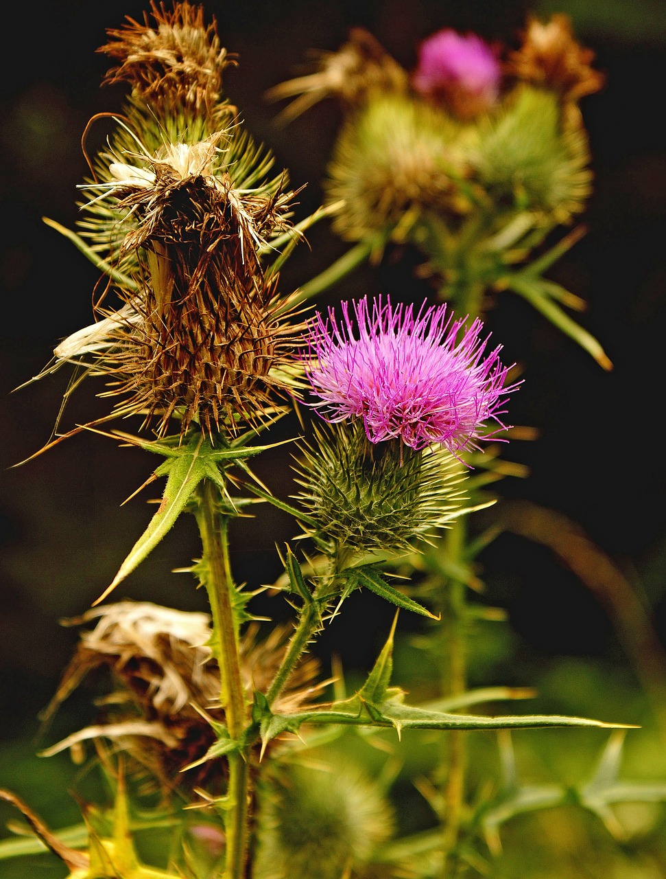 Augalas, Gamta, Augmenija, Žalias, Vardas Ramstis, Cirsium Lanceolatum, Gėlė, Nemokamos Nuotraukos,  Nemokama Licenzija