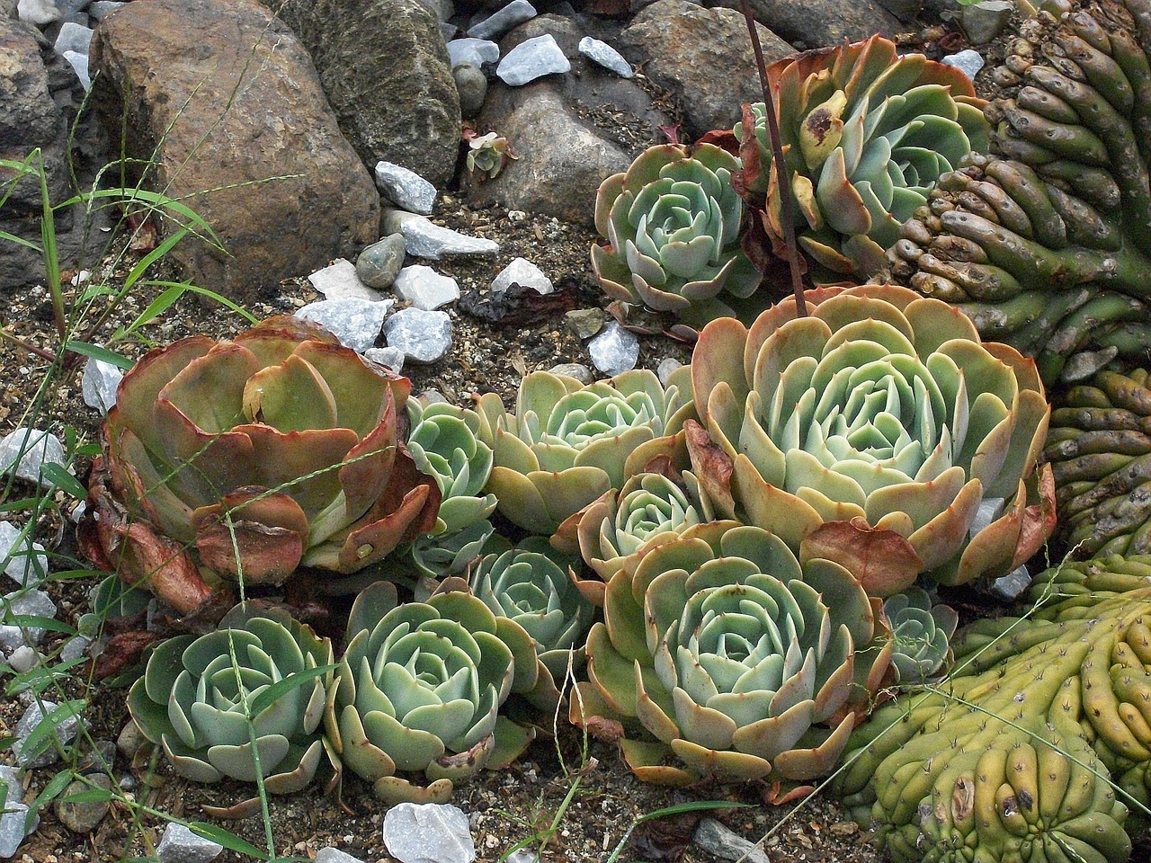 Augalas, Kaktusas, Dykuma, Gamta, Flora, Žalias, Augalai, Sausas, Dykumos Augalas, Nemokamos Nuotraukos