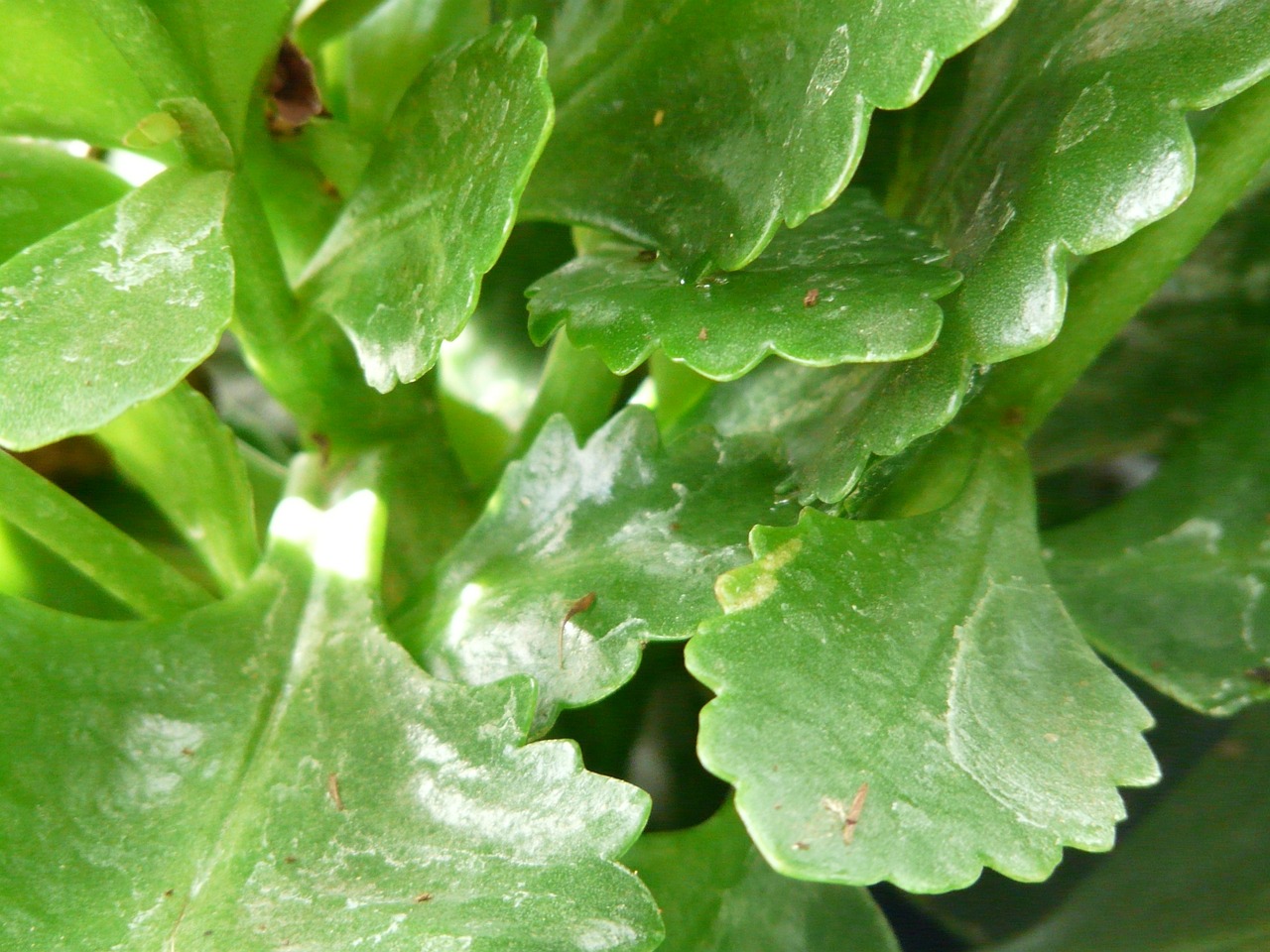 Augalas, Kalanchoe Blossfeldiana, Lapai, Žalias, Mėsingas, Kalanchoe Globulifera, Kalanchoe, Storas Lakštinis Šiltnamio Efektas, Crassulaceae, Liepsnojanti Rankena