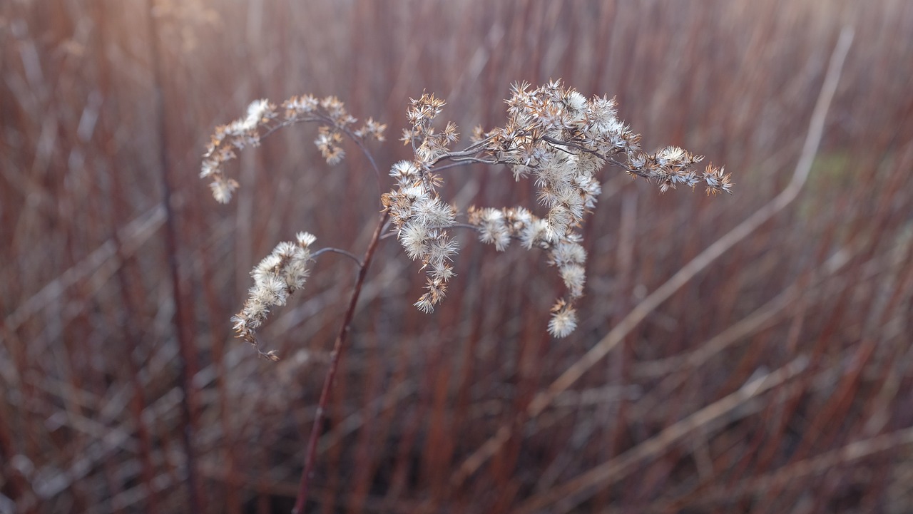 Augalas, Gėlė, Wildflower, Žolė, Žydėti, Žiedas, Gamta, Botanika, Ruduo, Kritimas