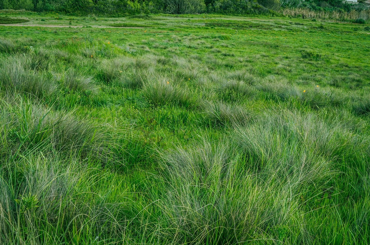 Augalas, Augimas, Žalias, Žolė, Pieva, Ganyklos, Hayfield, Sodrus, Aplinka, Botanika