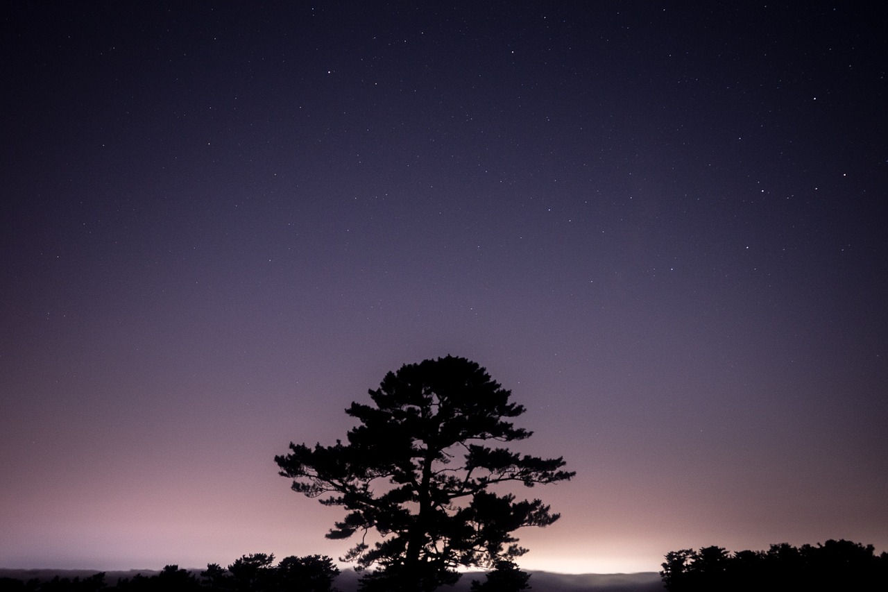 Augalas, Gamta, Medis, Conifere, Saulėlydis, Twilight, Dusk, Vakaras, Tamsi, Žvaigždės