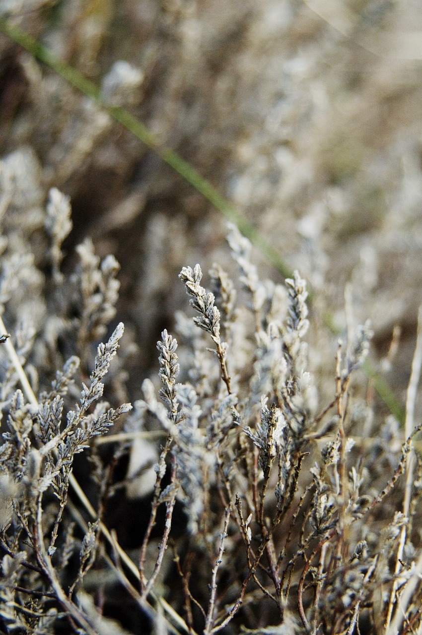 Augalas, Gėlių, Gamta, Botanikos, Nemokamos Nuotraukos,  Nemokama Licenzija