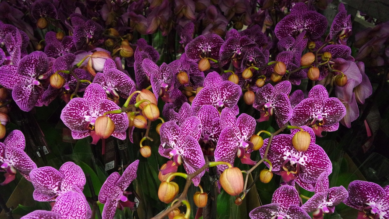 Augalas, Violetinė, Phalaenopsis Orchidėja, Žydėti, Phalaenopsis, Nemokamos Nuotraukos,  Nemokama Licenzija