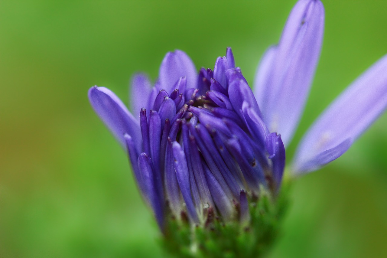 Augalas, Makro, Gėlė, Gamta, Violetinė, Žalias, Pieva, Pievų Augalai, Vasara, Nemokamos Nuotraukos