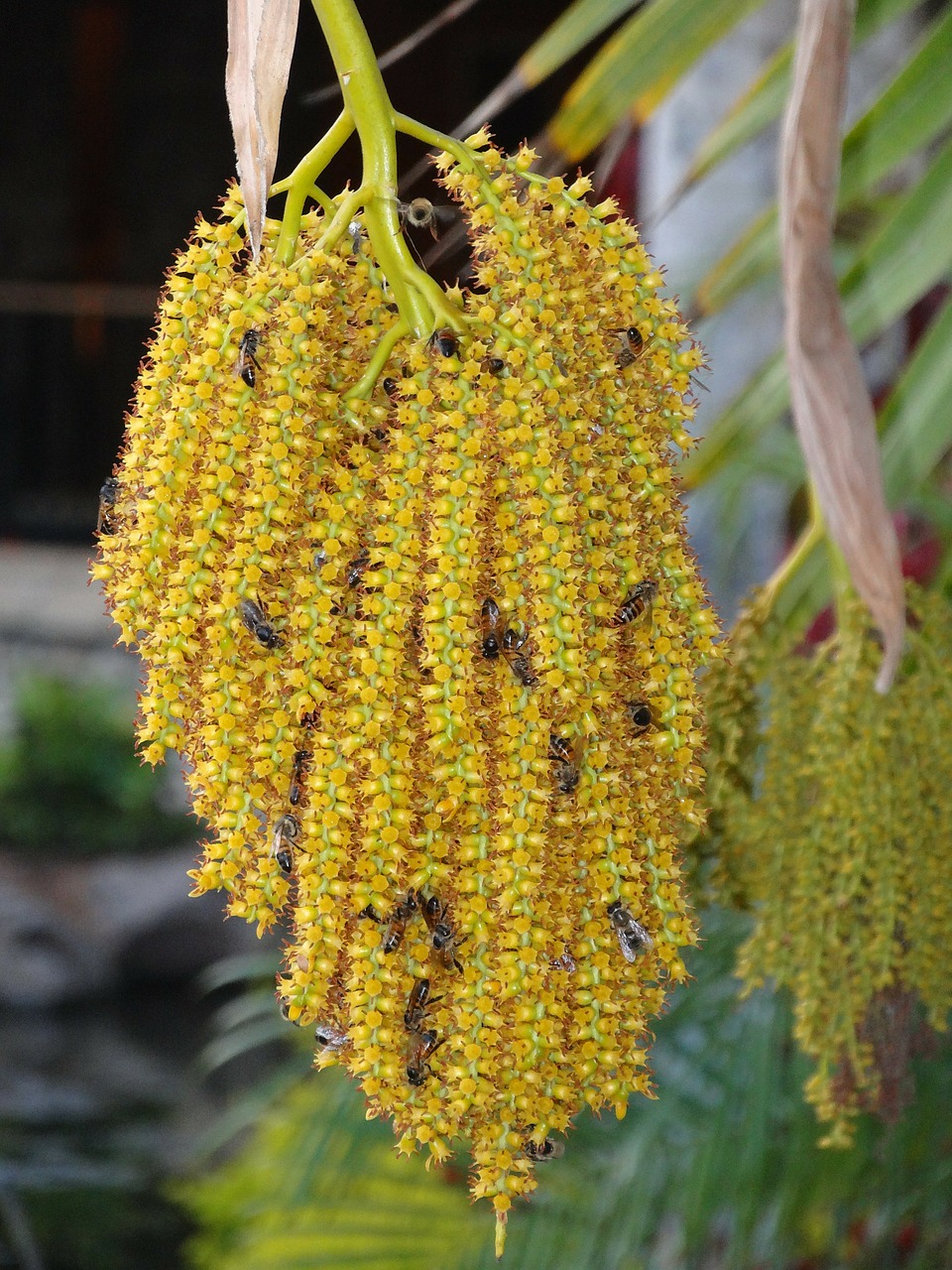 Augalas, Bitės, Geltona, Maui, Nemokamos Nuotraukos,  Nemokama Licenzija